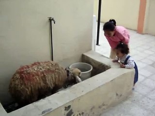 خروف العيد: رمز الفرح والاحتفال 🎉