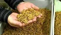 Mealworms from Livefoods Direct