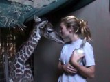 Bottle-Feeding Miles the Baby Giraffe