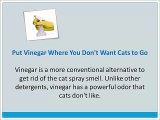 Stop Cats From Spraying - why cats spray