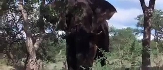 شجرة في أفريقيا تُثمر مرة واحدة كل عام، وثمارها مليئة بالكحول ولحيونات عملين قعدة هههه