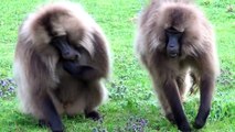 Gelada baboons - Simen Mountains, Ethiopia
