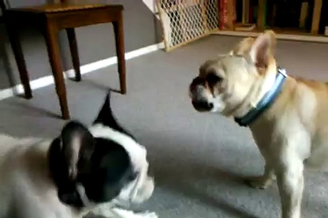 French bulldogs playing