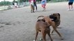 Boxer pit bull vs. Boerboel Showdown at dogpark