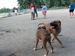 Boxer pit bull vs. Boerboel Showdown at dogpark