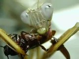 Praying Mantis, Feeding - University of Kentucky Entomology