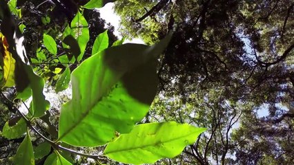Ethiopian wild coffee - saviour of the rainforest