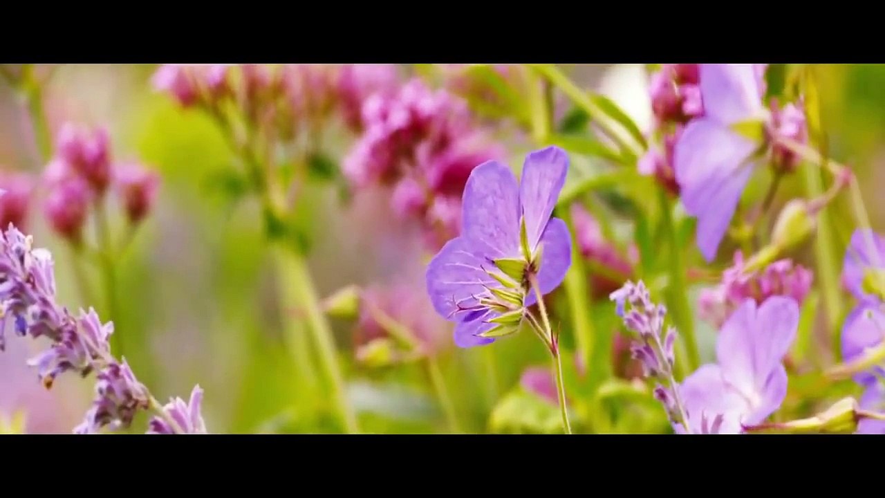 Far from the Madding Crowd Official Trailer #1 (2015) - Carey Mulligan Drama HD