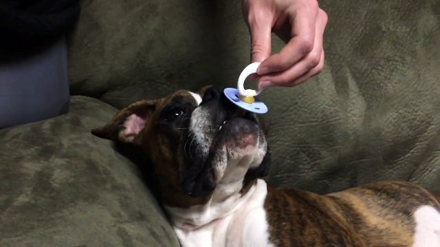 This boxer puppy can't sleep without her pacifier. So cute