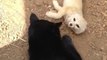 Un fennec et un chat noir meilleurs amis sont très content de se revoir!