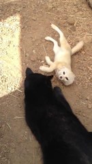 Un fennec et un chat noir meilleurs amis sont très content de se revoir!