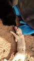 Fennec Fox reunited with his best friend William the black cat : so cute moment!