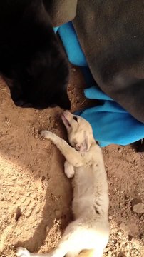 Fennec Fox reunited with his best friend William the black cat : so cute moment!
