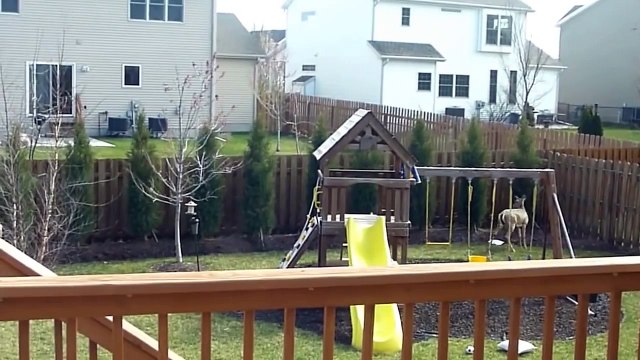 Un cerf piégé dans un jardin saute les clotures de 2m très facilement!