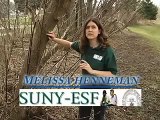 SUNY-ESF / Birdhouses