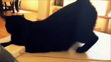 Cats are really very funny and sweet - Luke Lonergan