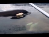 2 Baby Orcas so close to this small boat : amazing but so scary!