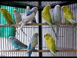 AUSTRALIAN PARROTS AUR DUSRAY BIRDS BEMAR DR.ASHRAF SAHIBZADA