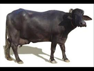 Bhaince k thauno k maslay Pasrur mein by Dr.Ashraf Sahibzada