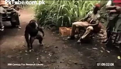 Funny Monkey Firing Video