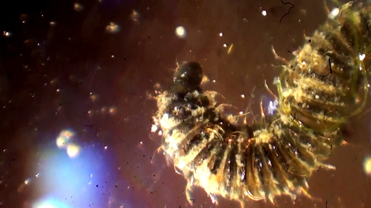 Clogmia albipunctata larve