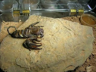 scorpion molting, time-lapse