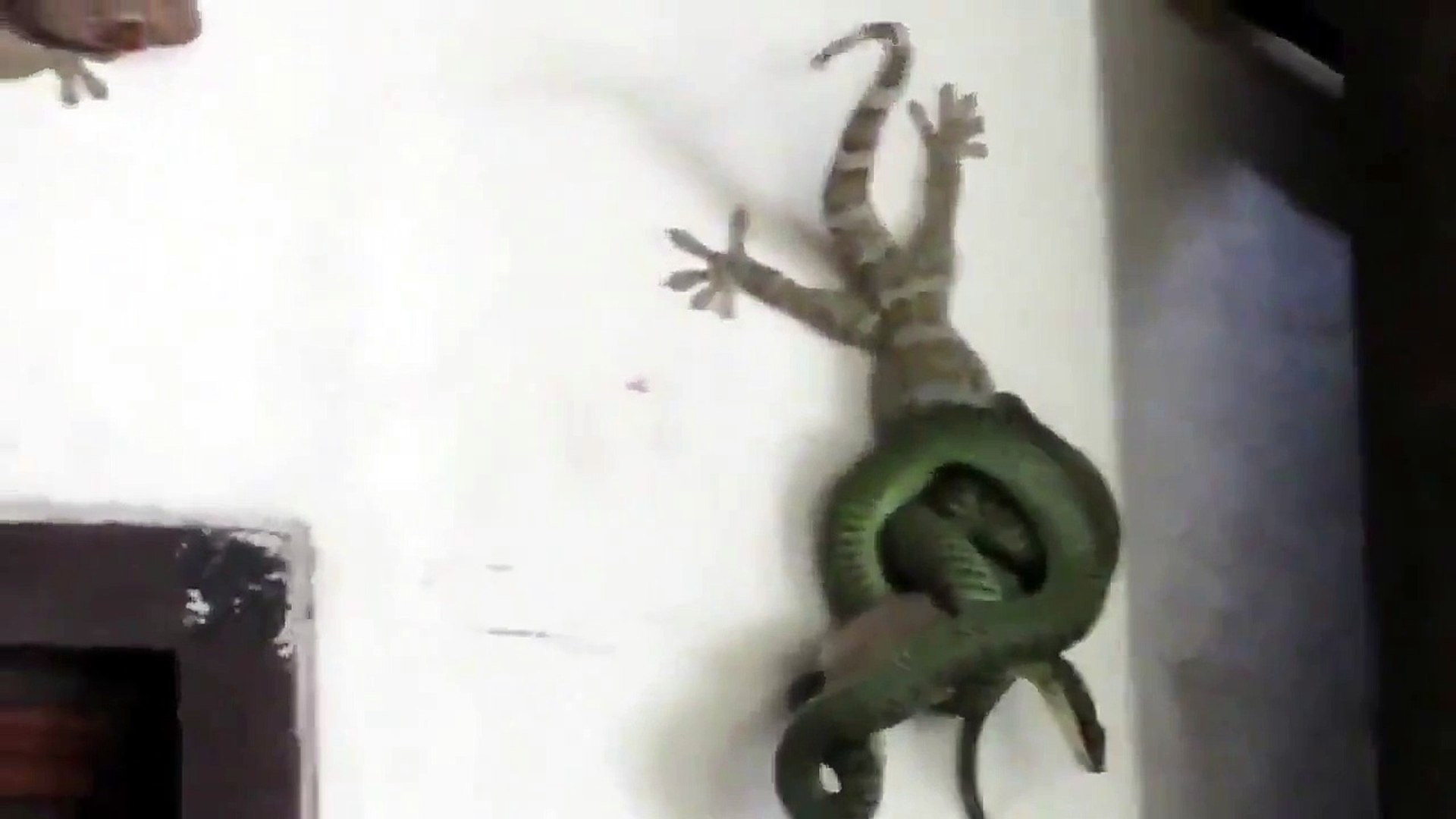 lizard fight with snake
