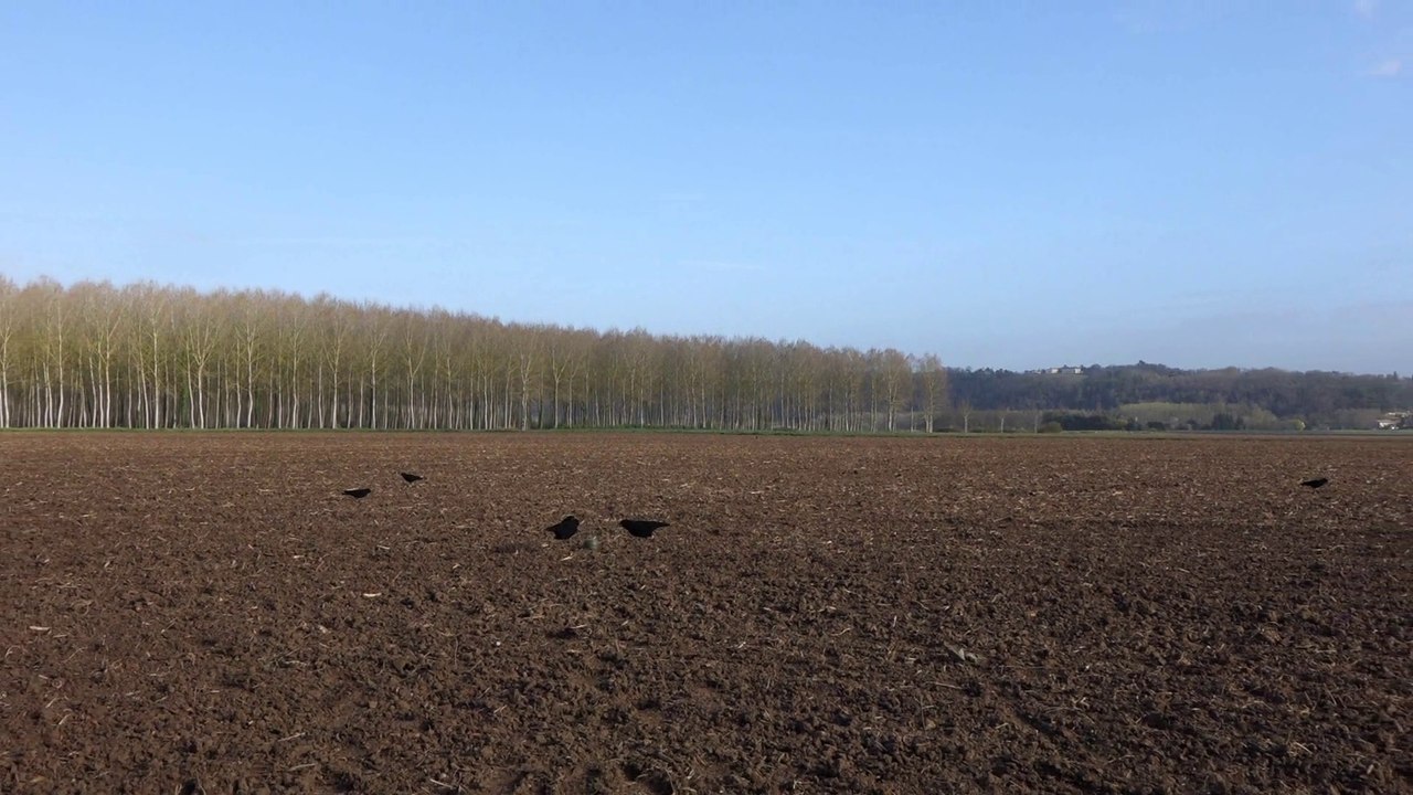 Tir de régulation des corvidés en Gironde .