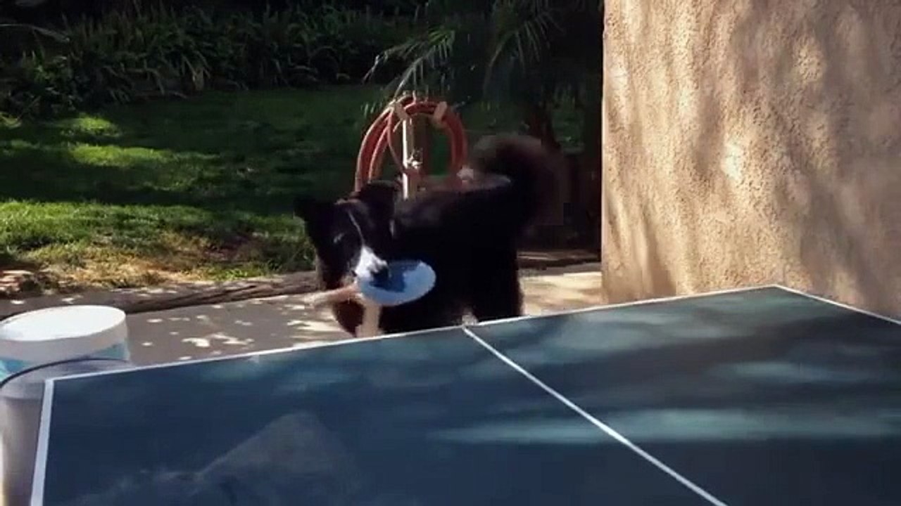 Ce chien joue au ping-pong mieux que personne...