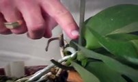 Cutting a Phalaenopsis Spike