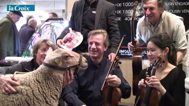 Un violoniste parmi les moutons au salon de l'agriculture