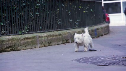 Marathon de Paris : Une bande-annonce de France 3 se moque des Parisiens