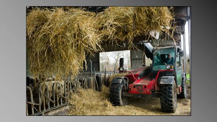 Eleveur laitier un emploi dévorant