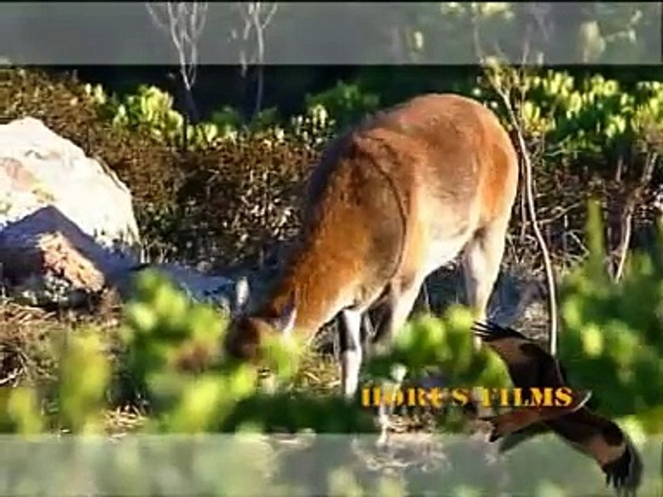 Muflone in Sardegna