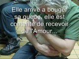 video#3 chiennes récupérées d'une usine à chien dans les laurentides au québec
