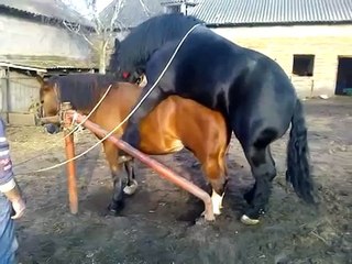 Ogier zimnokrwisty Gabinet - krycie klaczy