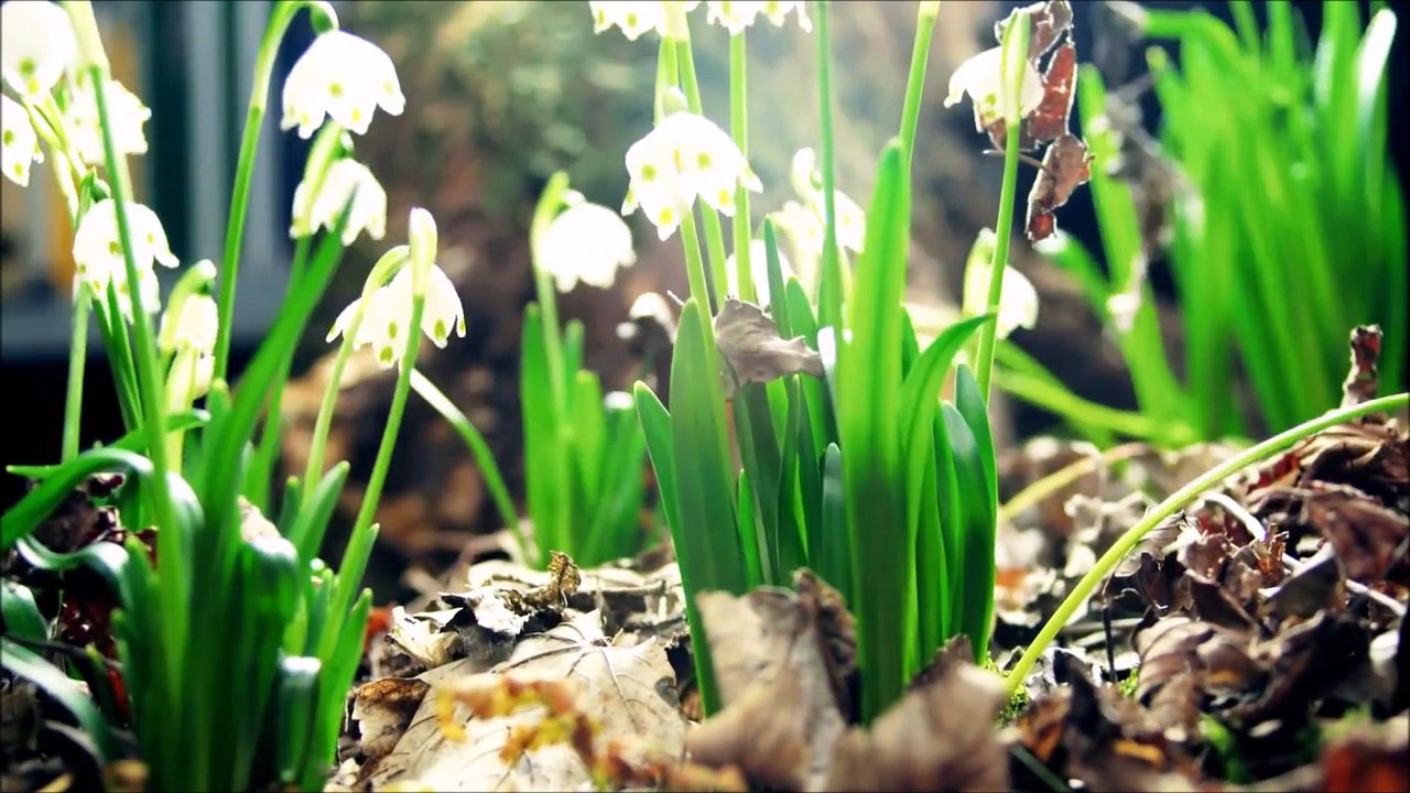 gürcan koç gelincikle kardelenin aşkı