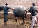 Checking  Buffalo Dairy Farm ,Lahore,Pakistan