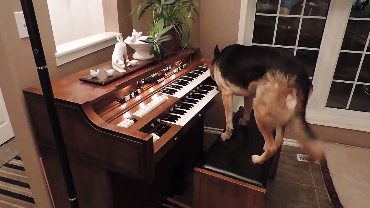 un chien joue du piano