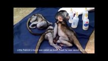 Caring for baby vervet monkeys