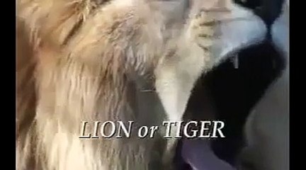 TIGER VS LION DANGEROUS FIGHT