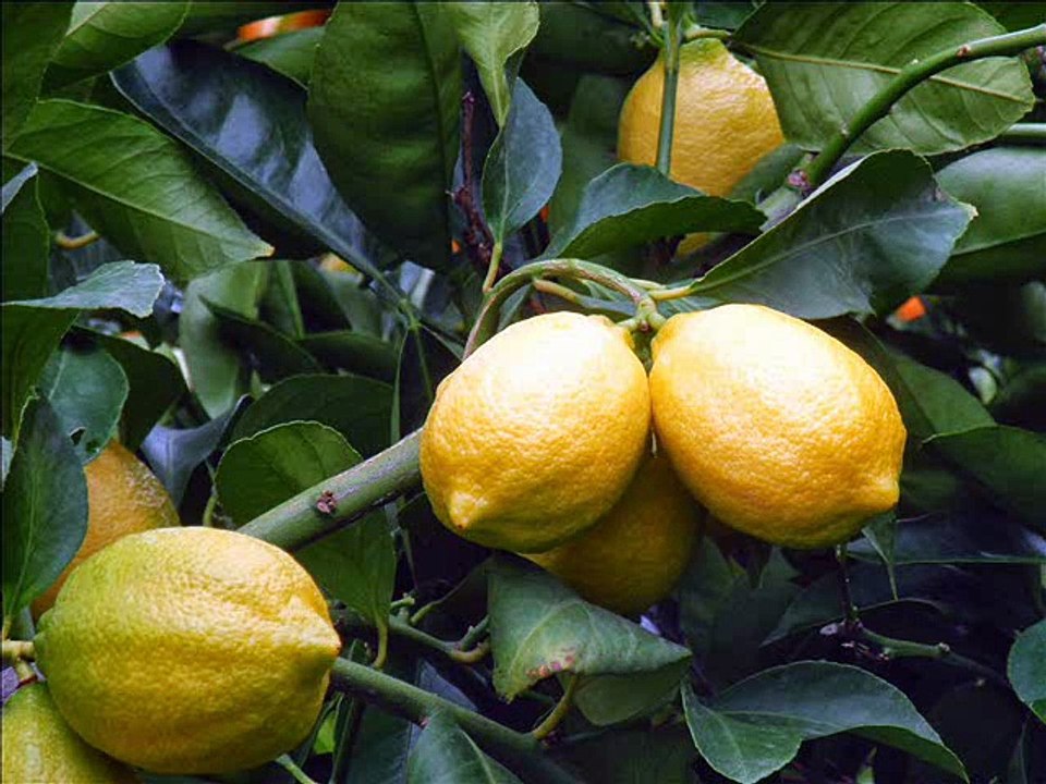 Eureka lemon aur lemon ki qismein Dr.Ashraf Sahibzada