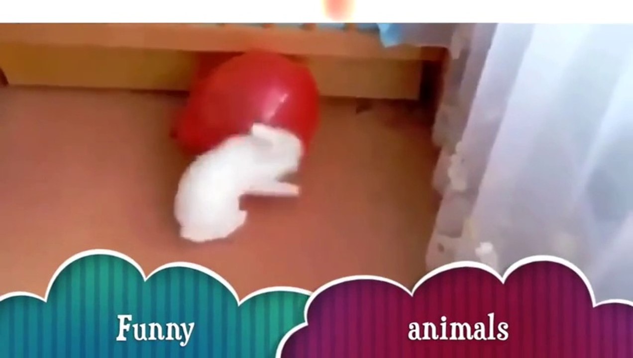 Funny Animal Videos