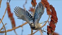 Oiseaux, merveilleux oiseaux