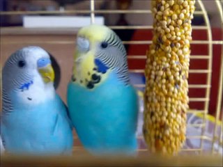 Muhabbet kuşu sesleri - Muhabbetkusum.com