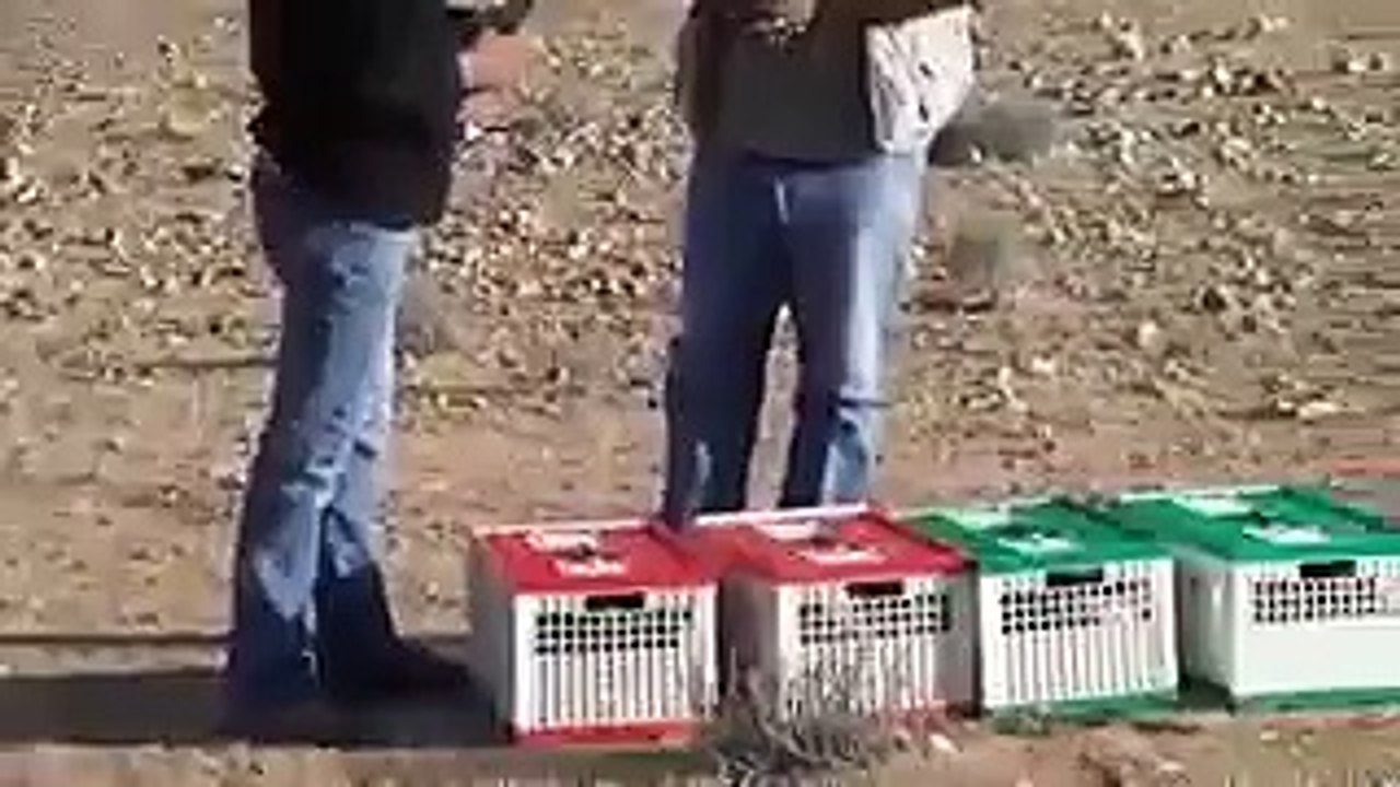 Arab Ülkesinden Posta Güvercinleri Eğitim Salması