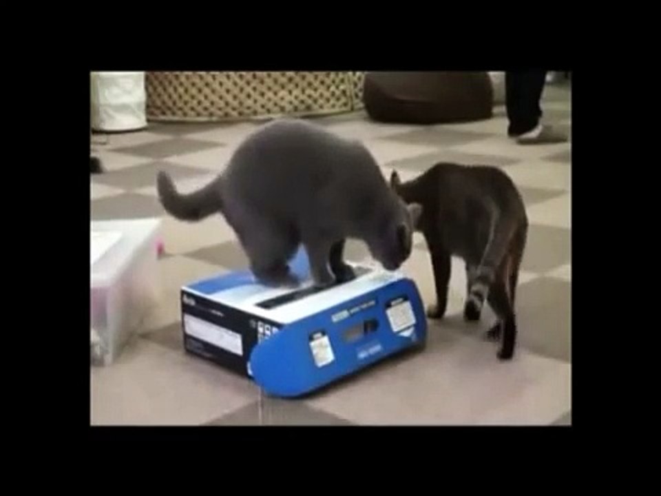 Bully Cat and the Box - The Translation