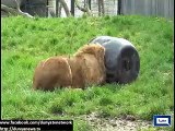 Lion gets head stuck in barrel while looking for food