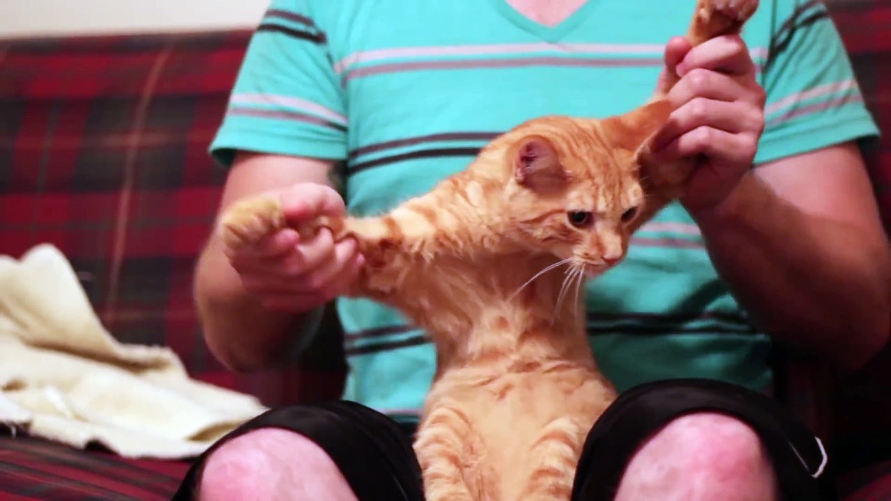 Dubstep Cat