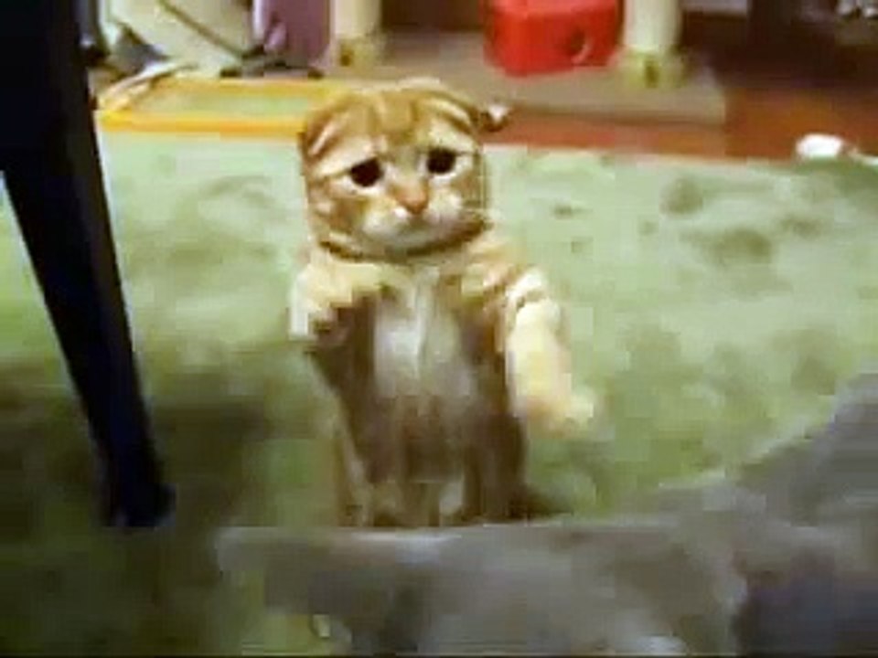 Awsome Cat
